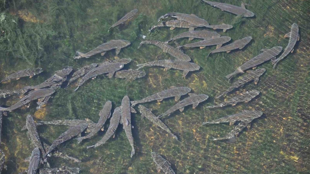 Kars’ta baraj kapağı kapatıldı, yüzlerce balık mahsur kaldı