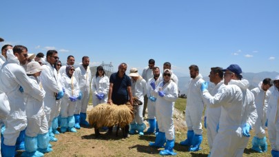 Şap Hastalığı için Van ve Hakkari'de karantina ve aşılama çalışmaları