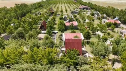 Ağrı Dağı Eteğinde Hasat Heyecanı