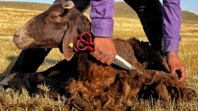 Ağrı’da Küçükbaş Hayvanlarda Kırkma Dönemi Devam Ediyor