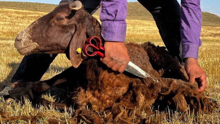 Ağrı’da Küçükbaş Hayvanlarda Kırkma Dönemi Devam Ediyor