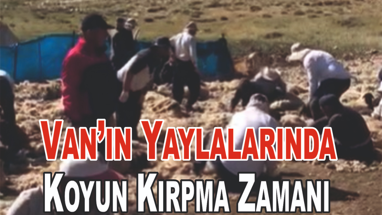Van’ın Yaylalarında Koyun Kırpma Zamanı