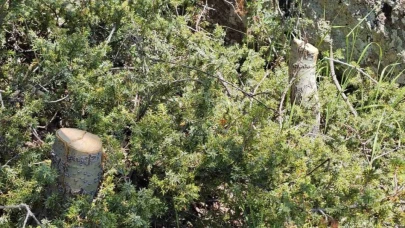 Bitlis'te bulunan Nemrut Kalderası’nda kaçak ağaç kesimi yapan 3 kişi yakalandı