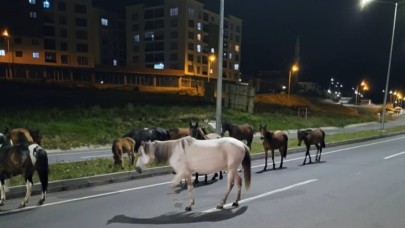 Başıboş Atlar trafiği tehlikeye atıyor