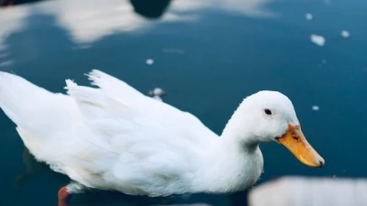Ağrı’da Su Üstünde Süzülen Kanatlar İlgi Odağı Oldu