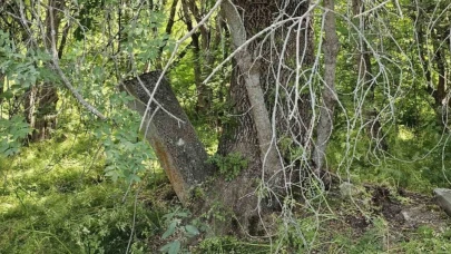 Tatvan'da asırlık mezarlar ağaçların arasında kayboldu