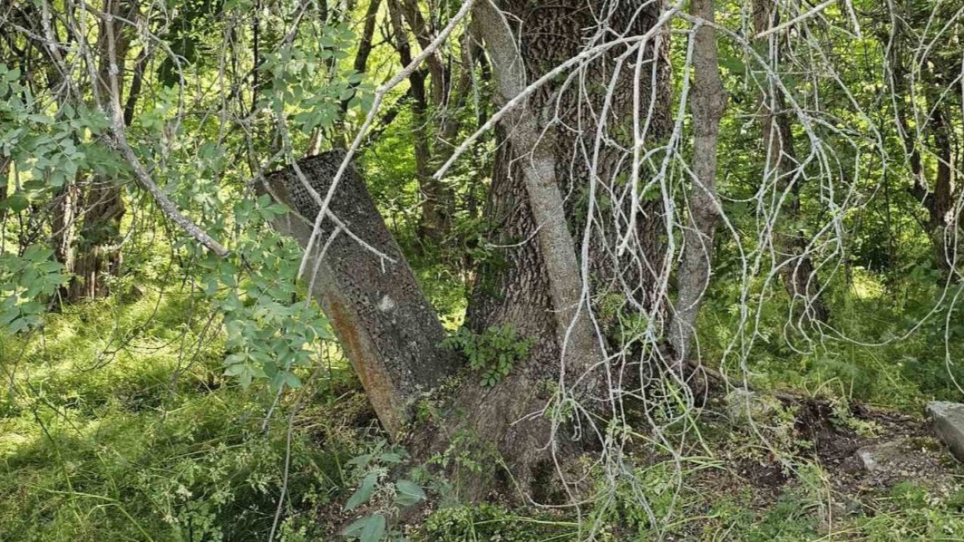 Tatvan'da asırlık mezarlar ağaçların arasında kayboldu