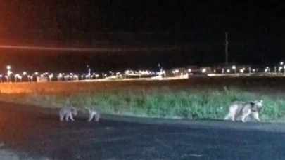 Anne ayı ve yavrularının gece gezintisi kameralara yansıdı