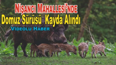Erciş Nişancı Mahallesi’nde Domuz Sürüsü  Kayda Alındı