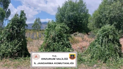 Erzurum'da jandarma kenevir operasyonu gerçekleştirdi
