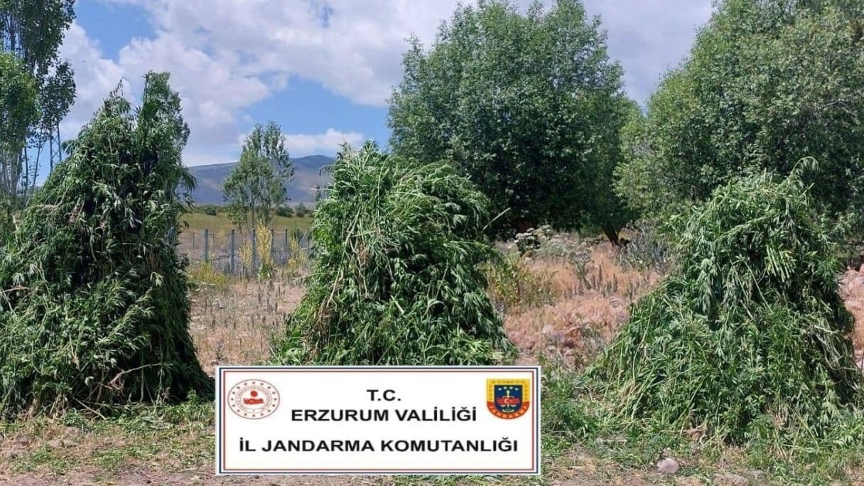 Erzurum'da jandarma kenevir operasyonu gerçekleştirdi