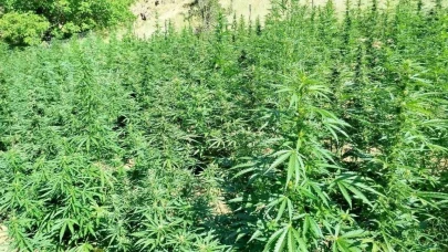 Jandarma  bin 400 kök kenevir bitkisi ele geçirdi