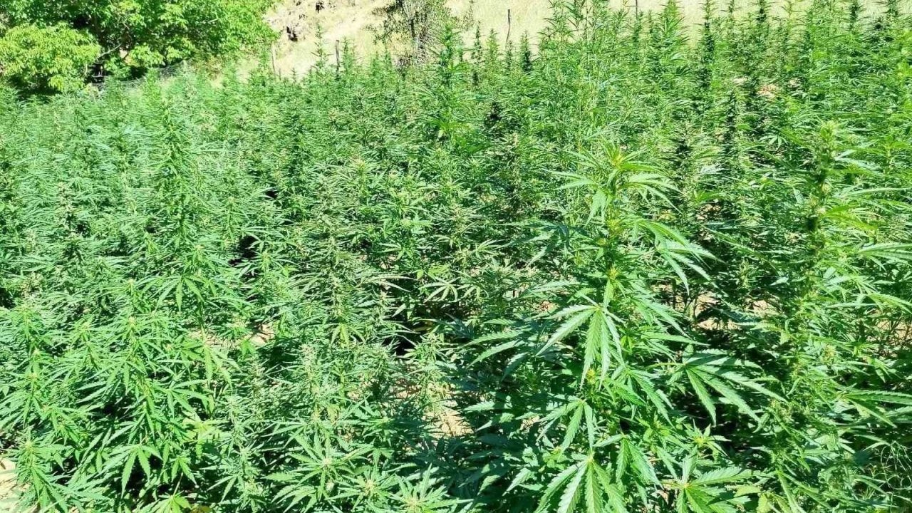Jandarma  bin 400 kök kenevir bitkisi ele geçirdi