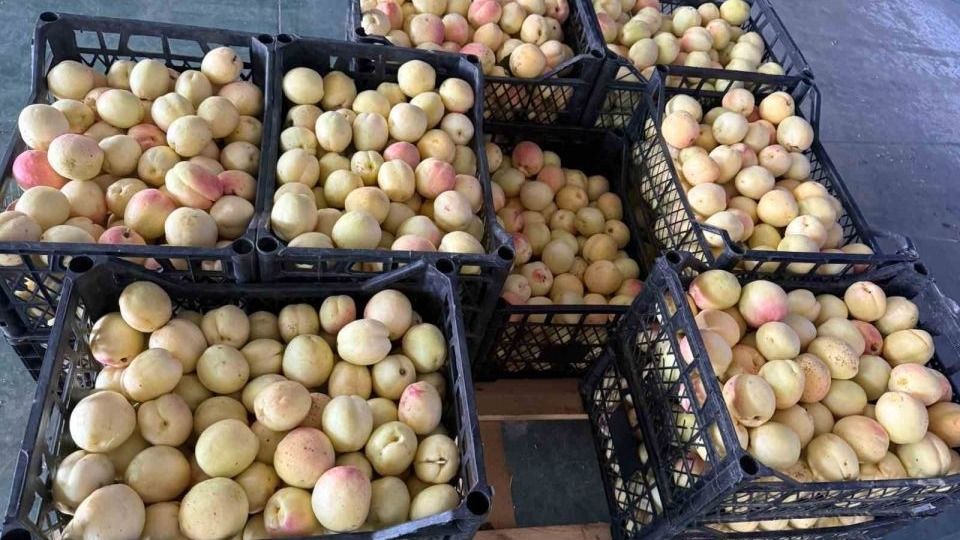 Iğdır'da kayısıda 40 bin ton rekolte elde edildi