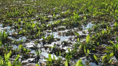 Sulama Kanalları Temizlenmedi: Çiftçinin bir yııllık emeği sular altında kaldı
