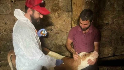 Şap hastalığı ile mücadele kapsamında, 150 bin doz şap aşısı yapıldı