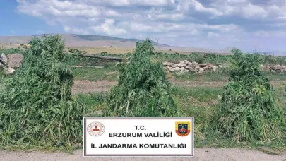 Jandarma Erzurum’da 401 bin 676  kök kenevir imha edildi