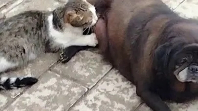 Erzurum'da görenler inanamadı, köpek kediyi sokak ortasında emzirdi