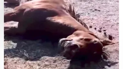 Doğubayazıt’ta Atı Tabancayla Öldüren Şahıs Hakkında Adli İşlem Başlatıldı
