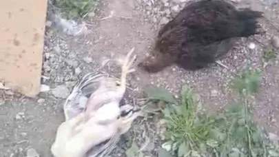 Başıboş köpekler 21 hindi ve tavuğu telef etti