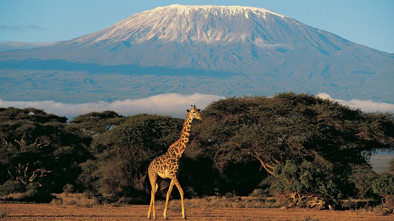 Kilimanjaro Etkisi Nedir ve Neden Olur?