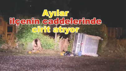 Ayılar ilçenin caddelerinde cirit atıyor