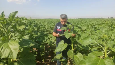 Ağrı’da Ayçiçeği Tarlalarında Hastalık ve Zararlı Kontrolleri Sürüyor