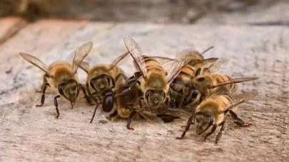 Ağrı’nın Tescilli Geven Balı’nın Çalışkan Arıları Yaylalarda Üretime Devam Ediyor