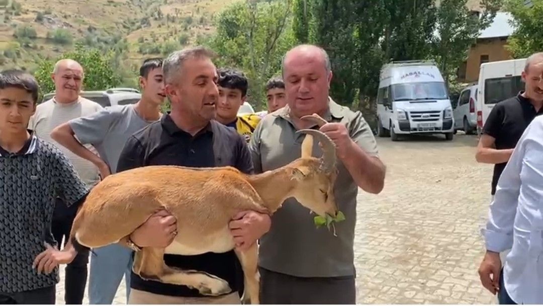 Bitkin halde bulunan dağ keçisi emin ellerde