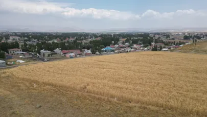Ağrı’da Tarlalar Sarardı, Hasat İçin Gün Sayıyor