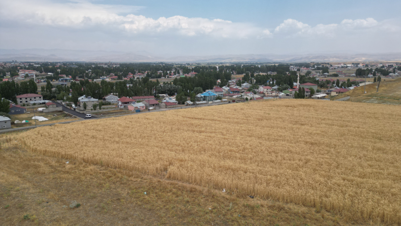Ağrı’da Tarlalar Sarardı, Hasat İçin Gün Sayıyor