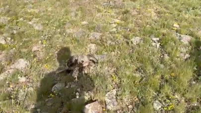 Tedavileri biten yaban hayvanları doğayla buluştu