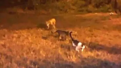 Tilki ile kedilerin oyunu objektiflere yansıdı