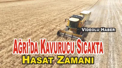 Ağrı’da Sıcağa Rağmen Hasat Mesaisi Sürüyor