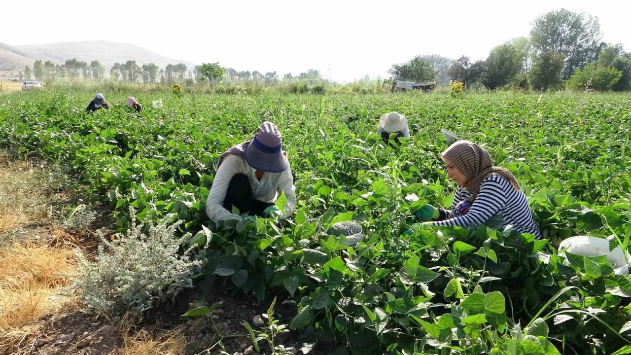 Ünlü Gevaş Fasulyesini Kadınlar Yetiştiriyor