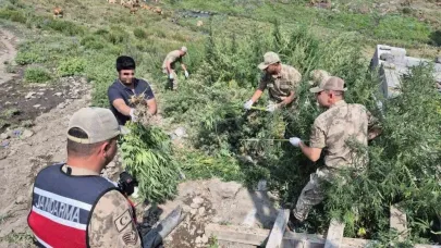 Jandarma 42 bin 658 kök kenevir ele geçirdi