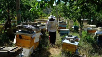 Erzincanlı arıcılar hasat için gün sayıyor