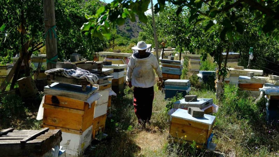 Erzincanlı arıcılar hasat için gün sayıyor