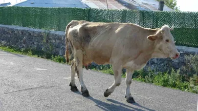 Şap korkusu Ardahan'ı sardı