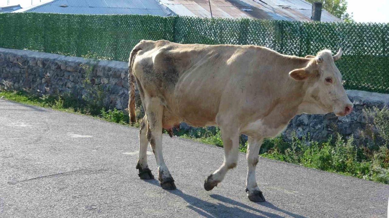 Şap korkusu Ardahan'ı sardı