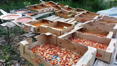 Van’da kayısı kurutma ve hasat zamanı