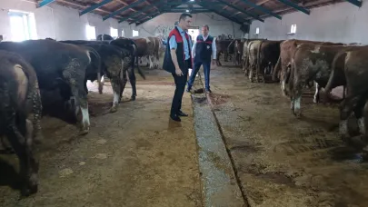 Ağrı’da Şap Hastalığına Karşı Aşılama Çalışmaları Devam Ediyor