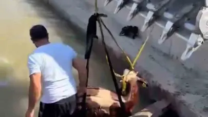 Sulama kanalına düşen inek kepçe ile kurtarıldı