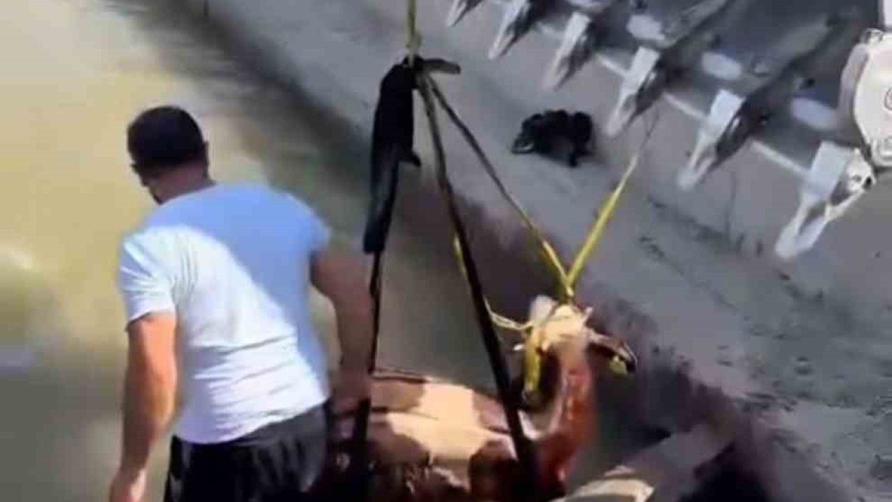 Sulama kanalına düşen inek kepçe ile kurtarıldı