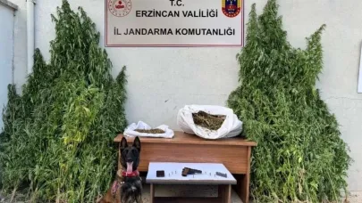 Jandarma Erzincan’da kenevir operasyonu gerçekleştirdi