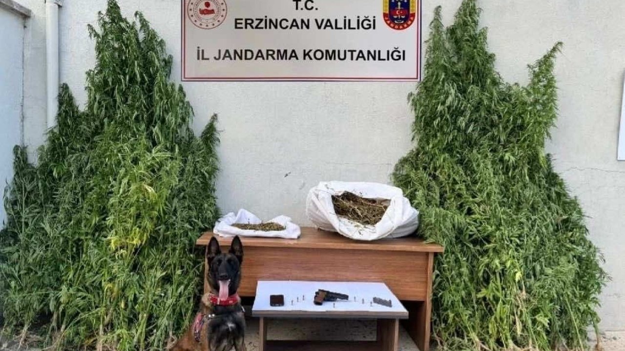 Jandarma Erzincan’da kenevir operasyonu gerçekleştirdi