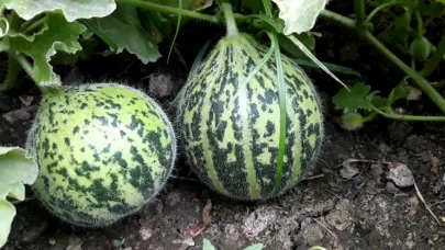 Ağrı’da bostanlarda hasat başladı