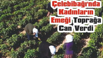 Çelebibağı'nda Kadınların Emeği Toprağa Can Verdi