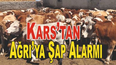 Hayvan Ölümleri Artıyor, Şap Tehlikesi Kapıda