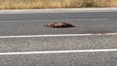 Muradiye'de otomobil domuza çarptı